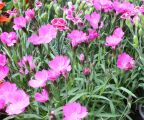 Blumensommer 2018